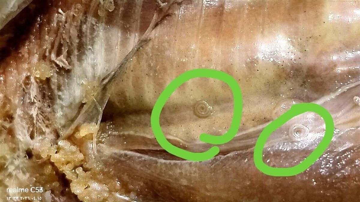 رنجة فاسدة وبها ديدان 