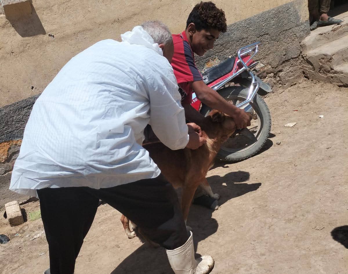 تحصين الكلاب الحرة 