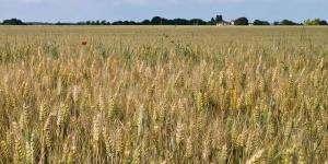 روسيا:
      رسوم
      تصدير
      القمح
      ستبلغ
      35.2
      دولار
      للطن
      المتري
      بدءً
      من
      10
      أبريل