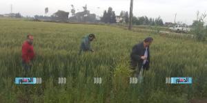 زراعة كفر الشيخ: انطلاق أعمال المتابعة الميدانية بمراكز فوه وسيدي سالم وبلطيم