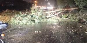 القليوبية تواجه موجة الطقس السيئ| سقوط شجرة على طريق بنها ورفع حالة الاستعداد القصوى