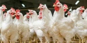 سعر الفراخ اليوم الخميس في الأسواق المصرية وفق بورصة الدواجن