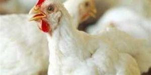 أسعار الدواجن اليوم الخميس.. البيضاء عند 83 جنيهًا للمستهلك