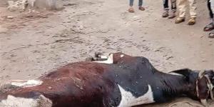 نفوق بقرة فى قرية الهشاترة بالفيوم صعقا من عمود إنارة