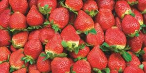 لغز الفراولة