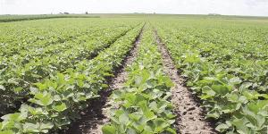 اﻟﺮﻛﻮد ﻳﻀﺮب اﻟﺒﺘﺮوﻛﻴﻤﺎوﻳﺎت واﻷﺳﻤﺪة