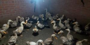 أسعار البط اليوم الجمعة 3 أبريل 2026 بالغربية