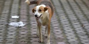 هجوم عشوائي على الأهالي.. التحقيق في عقر كلب ضال لـ12 شخصًا بالصف