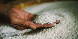 سعر طن الأرز الشعير اليوم السبت في السوق المصري (عريض ورفيع الحبة)