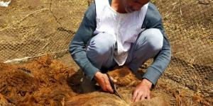 رزقه بين إيديه .. عم علي 40 عامًا من الكفاح في حلاقة الخرفان بكفرالشيخ