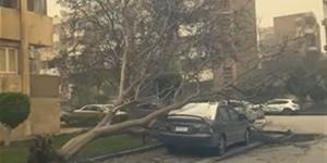 بعد الطقس السيئ.. سقوط شجرة على سيارة بمدينة 6 أكتوبر يثير القلق (فيديو)
