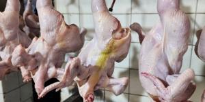 أسعار الدواجن والطيور بأسواق بورسعيد اليوم السبت 4 أبريل 2026