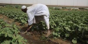 حزمة تمويلية جديدة لدعم المزارعين في السودان.. استعدادًا للموسم الصيفي