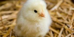 أسعار الكتاكيت بالإسماعيلية اليوم