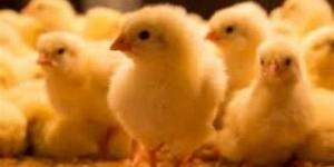 سعر الكتكوت البلدي في أسواق محافظة الإسكندرية اليوم 6 أبريل