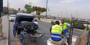 محافظ الأقصر يوجه بالتحفظ على عربة حنطور خالفت الالتزام بــ“حفاضات الخيل”