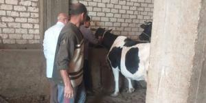 تكثيف حملات التحصين ضد الجلد العقدي للأبقار وجدري الضأن في البحيرة