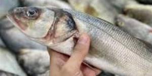 أسعار الأسماك اليوم في الوادي الجديد الثلاثاء 7 أبريل 2026