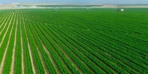 زيادة 23% في الرقعة الزراعية.. CNN تكشف كواليس المشروع الأضخم في مصر