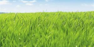 الوادي الجديد "سلة غلال مصر".. زراعة 412 ألف فدان قمح خلال موسم 2026