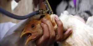 "بيطري القليوبية" ينظم قافلة للكشف الطبي وعلاج الطيور والحيوانات بالمجان