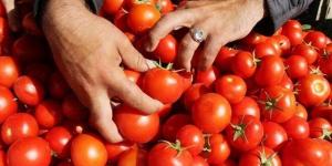بعد موجة الغلاء.. الزراعة: الطماطم تهبط 10 جنيهات خلال أيام