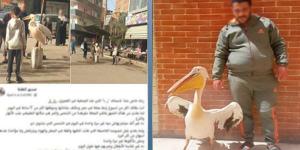 ضبط صاحب محل بالغربية لتكبيله "بجعة" أمام المحل لجذب الزبائن