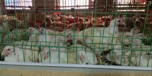 حملات مكثفة على مزارع الدواجن ومتابعة انتظام العمل في الجيزة