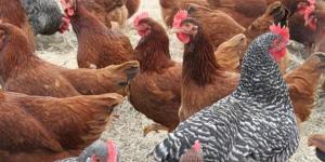 أسعار الدواجن اليوم الخميس 9 إبريل 2026 (الفراخ والكتاكيت)