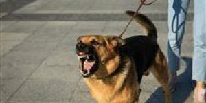 رعب في الصف.. كلب ضال يهاجم الأهالي ويصيب 11 شخصًا بينهم أطفال