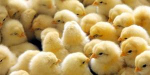 أسعار الكتاكيت والبط والرومي اليوم في أسواق الدقهلية