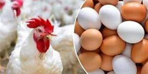 سعر كيلو الفراخ والبيض اليوم السبت بالسوق المحلي.. تحديثات بورصة الدواجن