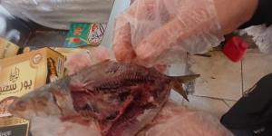 ضبط كميات كبيرة من الرنجة بلغت 2 طن و300 كجم مشتبه في صلاحيتها بالغربية