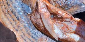 محافظ أسيوط: ضبط 850 كجم أسماك مملحة فاسدة