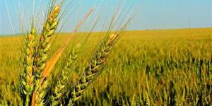 "زراعة الجيزة": تشكيل لجان استلام القمح والالتزام بالضوابط المنظمة