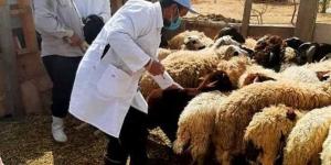 الطب البيطري بسوهاج يطلق برامج إرشادية ويُسلّم دفعة أغنام بمشروع "باب أمل"