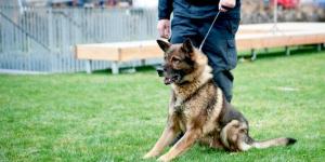 ورشة عن أسس تدريب كلاب الحراسة بطب بيطري القاهرة