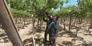 متابعة مكثفة لمزارع العنب والزيتون بالسادات.. وزراعة المنوفية: الحالة العامة مبشرة