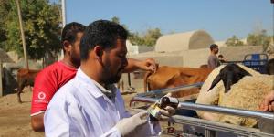 قافلة علاجية تناسلية بيطرية ضمن جهود دعم المربين وتحسين كفاءة الثروة الحيوانية بالقليوبية
