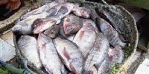 أسعار السمك اليوم جملة وقطاعي.. تفاوت ملحوظ يربك حركة البيع