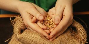 بدء موسم توريد القمح المحلي غدا وتجهيز 400 نقطة استلام على مستوى الجمهورية