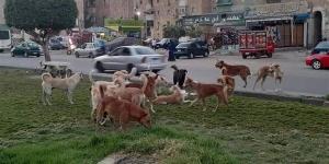 كلب ضال يعقر معلمة وتلاميذ بجوار مدرستهم في الإسماعيلية