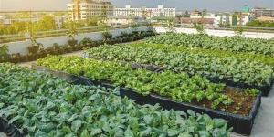 هل تساهم زراعة أسطح المنازل في تحقيق الاكتفاء الذاتي للأسر المصرية (شاهد)