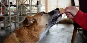 طبيب بيطري يوضح حقيقة خصائص اللعاب المطهرة عند الكلاب