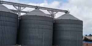 انطلاق موسم توريد القمح بالإسكندرية اليوم.. استعدادات مكثفة