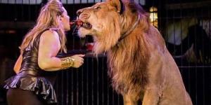 بعد تعدي شبل على طفلة داخل السيرك القومي.. التحقيق مع لوبا الحلو