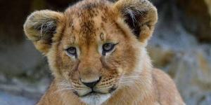 تعيين مديرًا جديد للسيرك.. واقعة تعدي شبل على طفلة داخل البيت الفني للمسرح تضع الثقافة فى مأزق