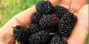 فوائد تناول التوت الأسود لصحة الجسم