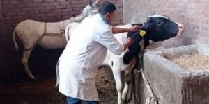 "بيطري السويس" ينفذ أعمال تحصين وتقصي.. وتواصل جهود تجريع الأغنام والماعز بالقليوبية