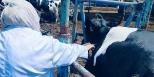 فحص أكثر من 2100 رأس ماشية بالشرقية